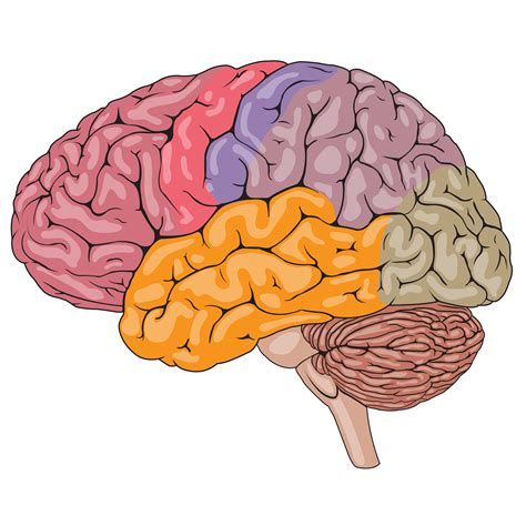 Partes Coloridas Del Cerebro Humano 1166073 Vector En Vecteezy
