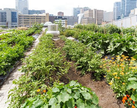 Recommendations For Urban Gardening In 2020 And Beyond Just Home Improve