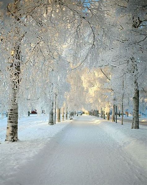 Gorgeous View Of Snow Falling Winter Scenes Winter
