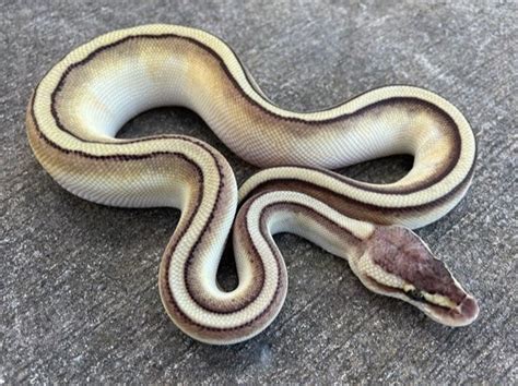 Pastel Butter Genetic Stripe Ball Pythons For Sale Snakes At Sunset