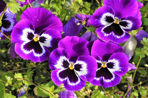 Free Images Flowers Spring Nature Purple Colorful Flower