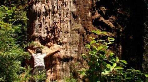 Gran Abuelo El árbol Chileno Que Podría Ser El Más Antiguo Del Mundo El Comercio