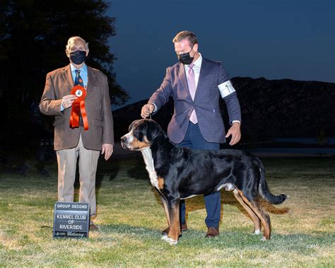 Geordi Ranks In The Top 10 Of All Greater Swiss Mountain Dogs For 2020