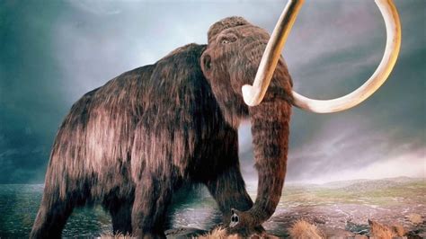 What Did A Woolly Mammoth Sound Like Youtube