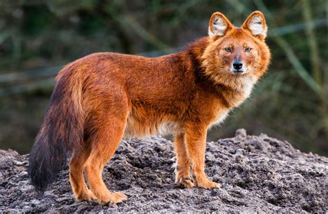 Check spelling or type a new query. 11 Excellent but Endangered Indian Dog Breeds | PetHelpful