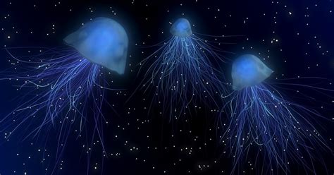 A Brief Introduction About Box Jellyfish For Kids