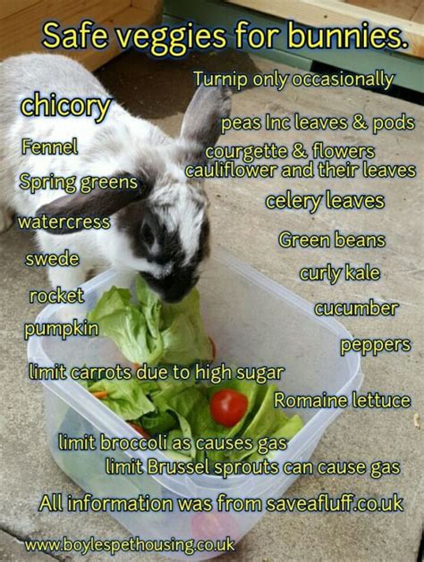 Rabbit Healthy Diet Safe Veggies For Rabbits Keep Your Bunny Safe