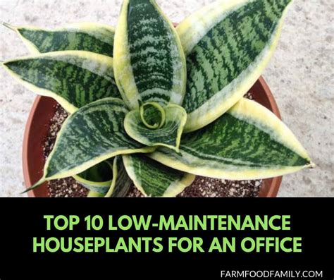 Top 10 Low Maintenance And Low Light Houseplants For An Office
