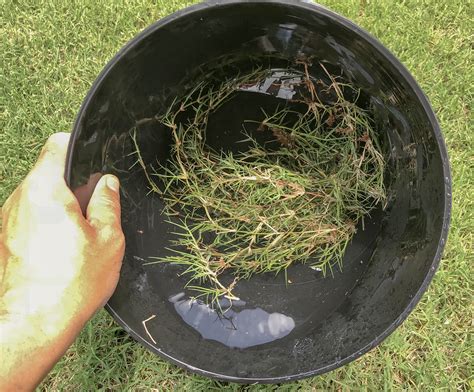 Fix Bare Spots Bermuda Lawn Bermuda Grass Care