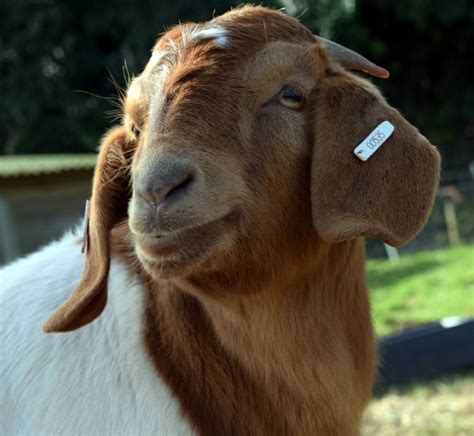 Naming Our Boer Goats Sacrewell Farm