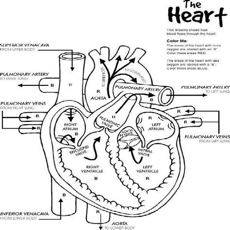 Heart Anatomy Printable Coloring Page Heart Diagram Nurse Nursing