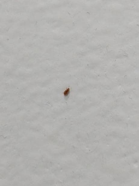 Tiny Bug On Bathroom Wall Eastern Ontario Canada Rwhatsthisbug