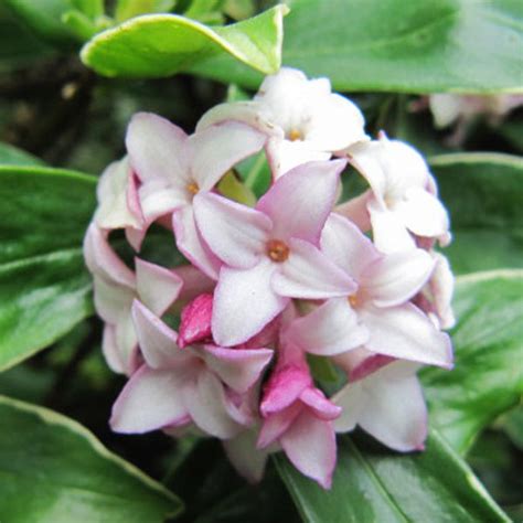 Daphne Odora Aureomarginata Un Arbuste à Longue Floraison Parfumée