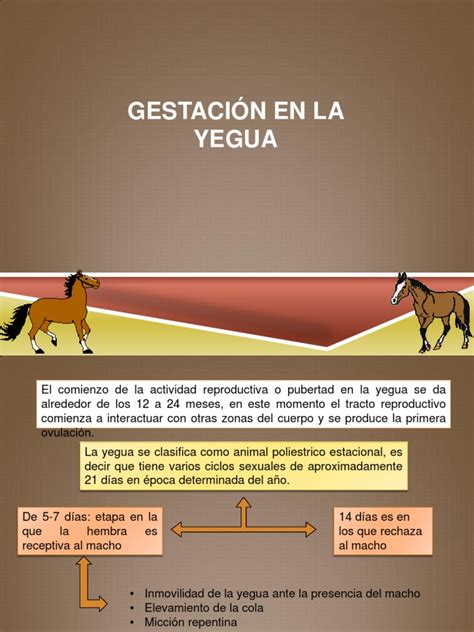 Gestacion En La Yegua Y Ciclo Estral Hormona Luteinizante Reproducción