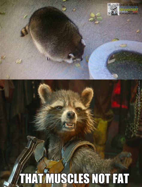 Epic Rocket Raccoon Memes That Will Make You Roll On The Floor 58590 Hot Sex Picture