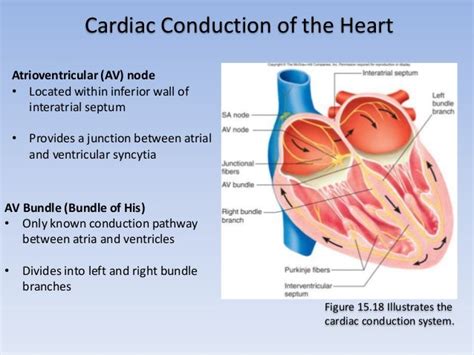 Section 2 Chapter 15 Conduction Of The Heart