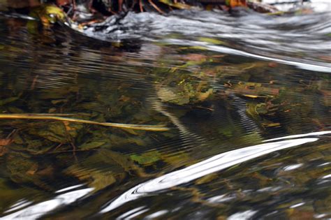 Brook Stream River Free Photo On Pixabay Pixabay