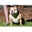 BEST DOG BREEDS AMAZING AMERICAN BULLY VIDEOS TO WATCH ON YOUTUBE 