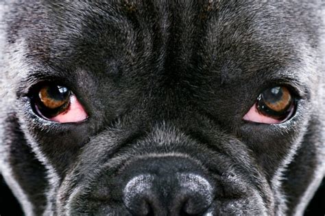 On the other hand, if it's not treated on time, a dog can get a serious eye infection. Cherry Eye in Dogs | Great Pet Care