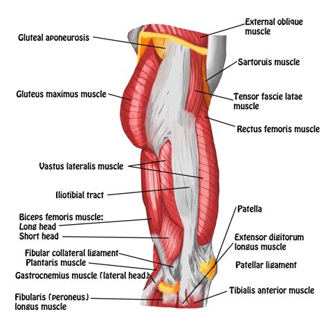 It is one of the four quadriceps muscles and the only one that crosses the hip joint. The Posterior Sling - Spontaneous Muscle Release ...