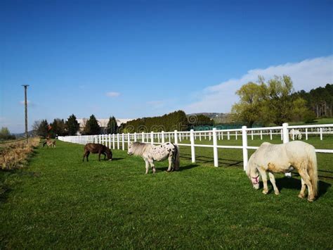 Beautiful Farmhouse And The Animals Stock Image Image Of Pasture