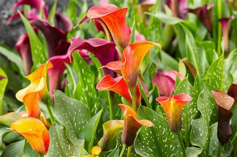 Those long, tapered leaves are deep green, often with faint white spots. Canna Lily - Flowering - Outdoor Plants | Plantshop.me