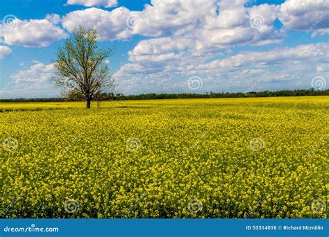 Wide Angle Shot Of A Field Of Yellow Flowering Canola Plants Growing On