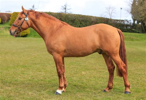 Stallion Selection Results 2015 Horse Sport Ireland