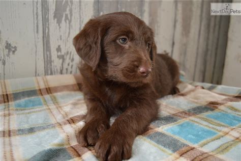 Adorable teacup labradoodle & micro labradoodle puppies available. Chocolate: Labradoodle puppy for sale near Lancaster ...