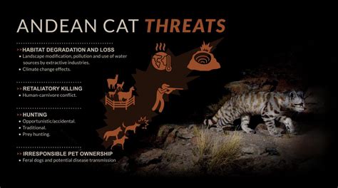 Threats Gato Andino