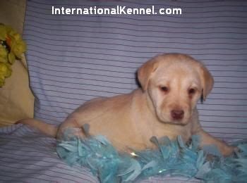 It loves to eat, so it may carry its food bowl around with them, beg for food, or eat unconventional things. Labrador Retriever Puppies For Sale FOR SALE ADOPTION from ...