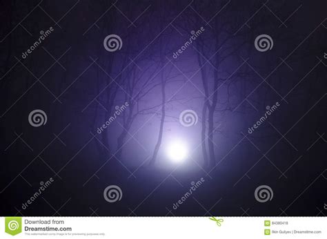 Surreal Light In Dark Forest Magic Fantasy Lights In The