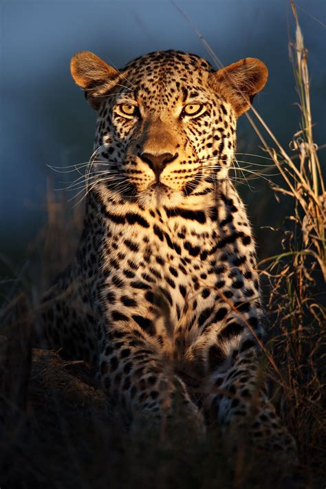 Leopard Of The Night Stora Katter Katt Djur