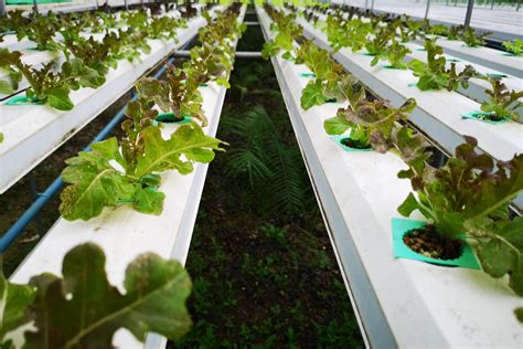 Why Is Hydroponics The Healthier Option Caribbean Insight