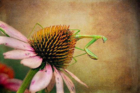The Praying Mantis Photograph By Trina Ansel Fine Art America