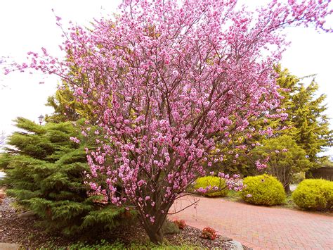 Peach Tree Flowers Pictures Harvester Peach Tree Isons Nursery