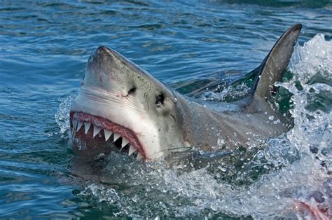 Man Punches Shark Saves Wife Amid Australias Summer Of Shark Attacks