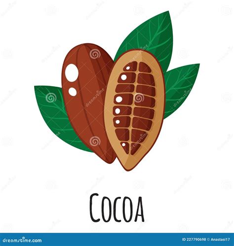 Cocoa Superfood Drawing Set Isolated Hand Drawn Cartoon Vector