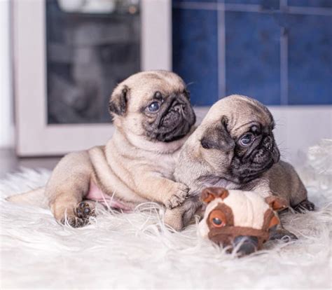 What Is A Teacup Or Toy Pug Boogie The Pug