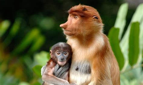 Borneo Wildlife Searching For The Proboscis Monkey In Sabah And