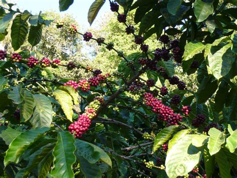 Coffee plants are small evergreen trees or shrubs often with multiple stems and smooth leaves. Coffea canephora (Robusta Coffee) | World of Flowering Plants