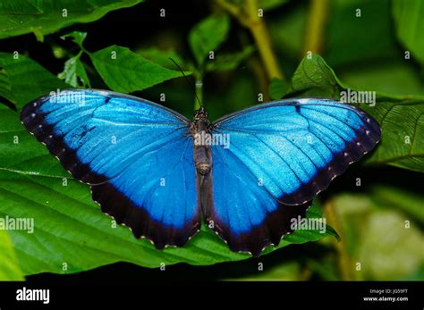 Mariposa Morfo Azul Común En Una Hoja Verde Tomada En Panamá Fotografía