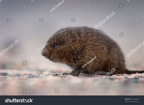 Meadow Vole Field Mouse Goose Bay Stock Photo 170370065 Shutterstock