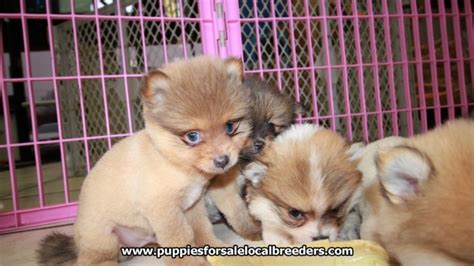 Gorgeous Small Pomeranian Puppies For Sale Georgia Local Breeders