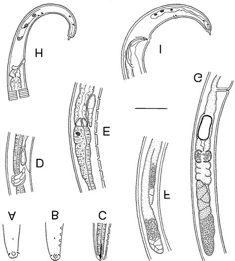 4 Deontolaimus Papillatus De Man 1880 A Female Anterior End