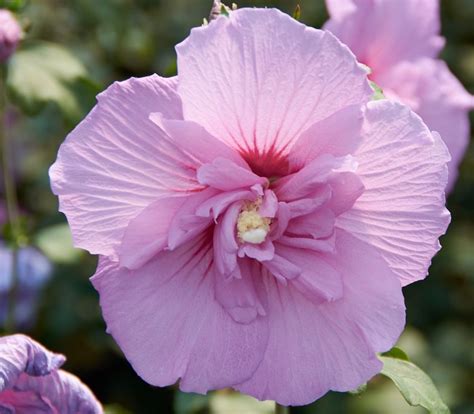 Garteneibisch Lavender Chiffon® Hibiscus Syriacus Lavender Chiffon