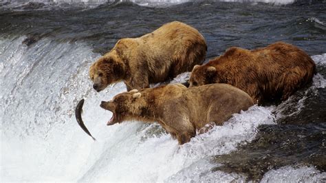 Nature Animals Grizzly Bears Fish Hunter River Waterfall