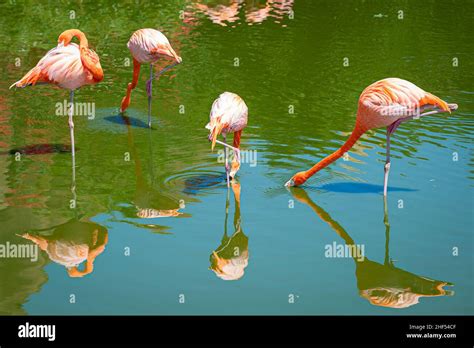 Flamingo Is The National Symbol Of Bahamas Stock Photo Alamy