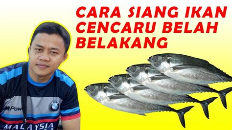 Di video kali ini saya nak kongsikan cara bagi makan ikan keli agar cepat besar dapatkan. CARA SIANG IKAN CENCARU BELAH BELAKANG - YouTube