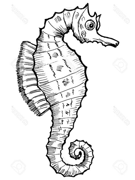 We did not find results for: Seahorse Easy Drawing at GetDrawings | Free download